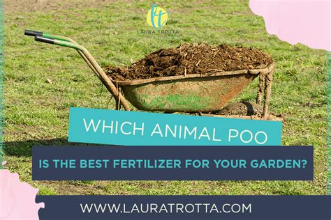 can i use dog poop for fertilizer
